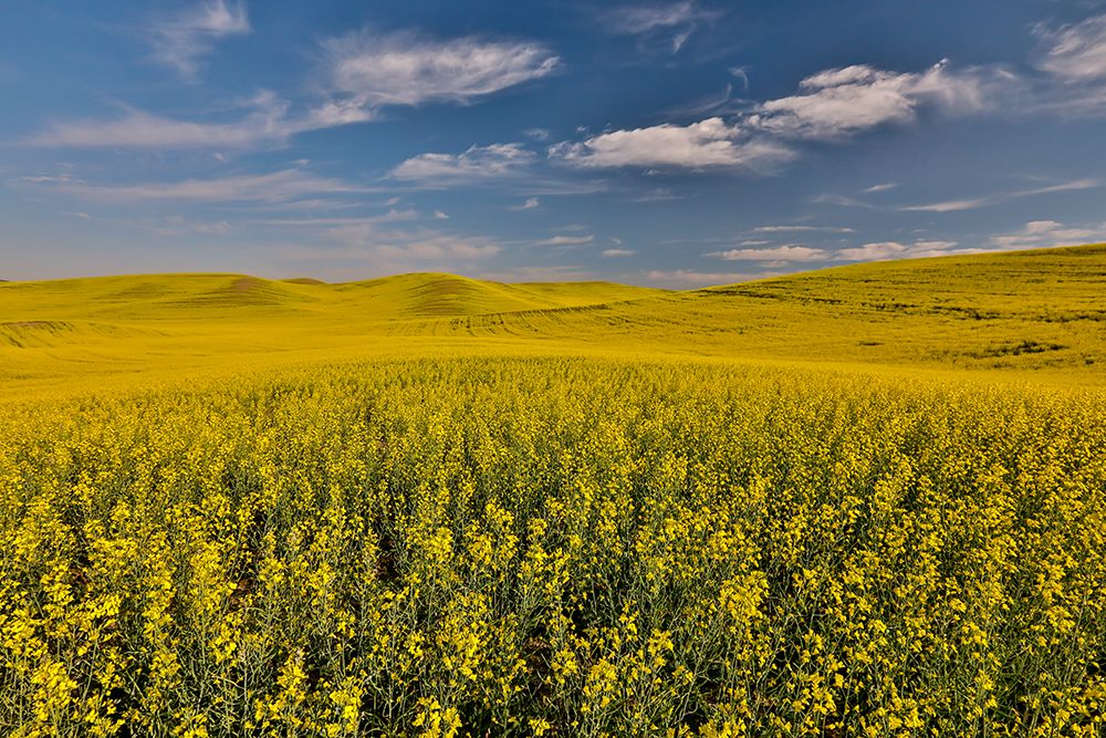 USA- Washington State- Palouse. Springtime landscape and Canola fields art print by Darrell Gulin for $57.95 CAD