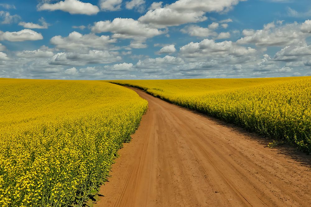 USA- Washington State- Palouse. Springtime landscape dirt roadway and Canola fields art print by Darrell Gulin for $57.95 CAD