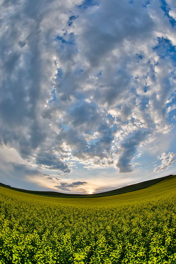 USA- Washington State- Palouse. Springtime landscape and Canola fields art print by Darrell Gulin for $57.95 CAD
