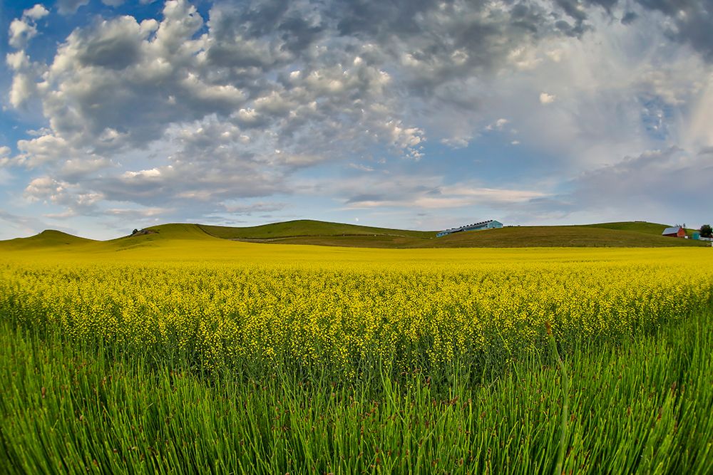 USA- Washington State- Palouse. Springtime landscape and Canola fields art print by Darrell Gulin for $57.95 CAD