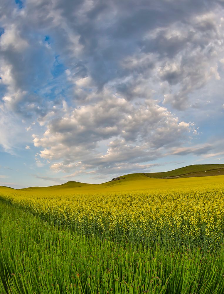 USA- Washington State- Palouse. Springtime landscape and Canola fields art print by Darrell Gulin for $57.95 CAD