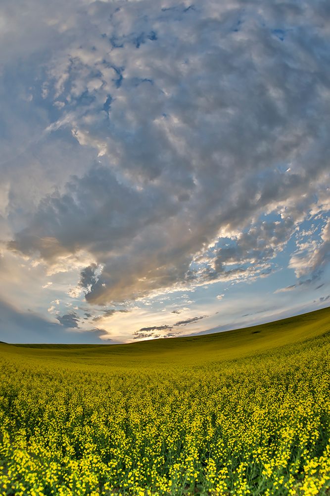 USA- Washington State- Palouse. Springtime landscape and Canola fields art print by Darrell Gulin for $57.95 CAD