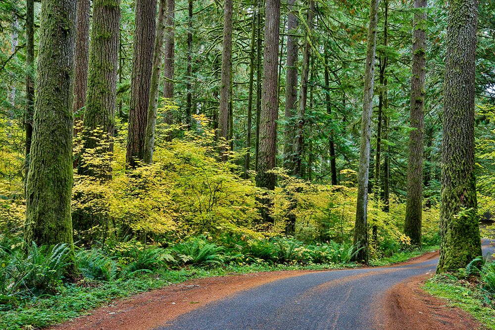 USA- Washington State- Darrington. Curved roadway in autumn forest of fir and vine maple trees art print by Darrell Gulin for $57.95 CAD