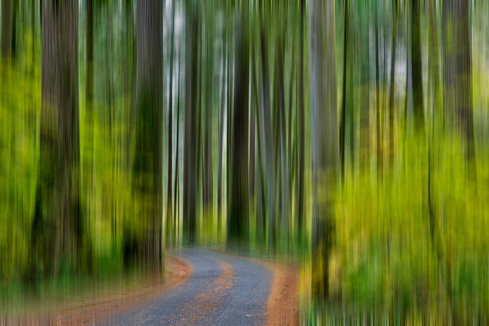 USA- Washington State- Darrington. Curved roadway in autumn forest of fir and vine maple trees art print by Darrell Gulin for $57.95 CAD
