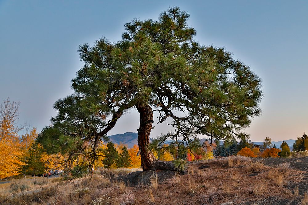 USA- Washington State- Winthrop- Sun Mountain and lone pine tree art print by Darrell Gulin for $57.95 CAD