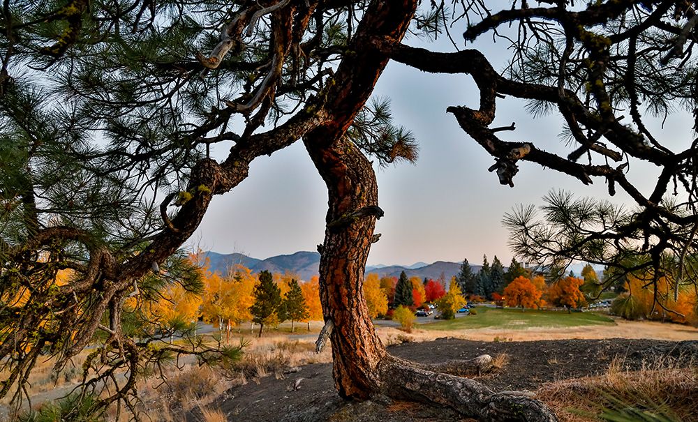 USA- Washington State- Winthrop- Sun Mountain and lone pine tree art print by Darrell Gulin for $57.95 CAD