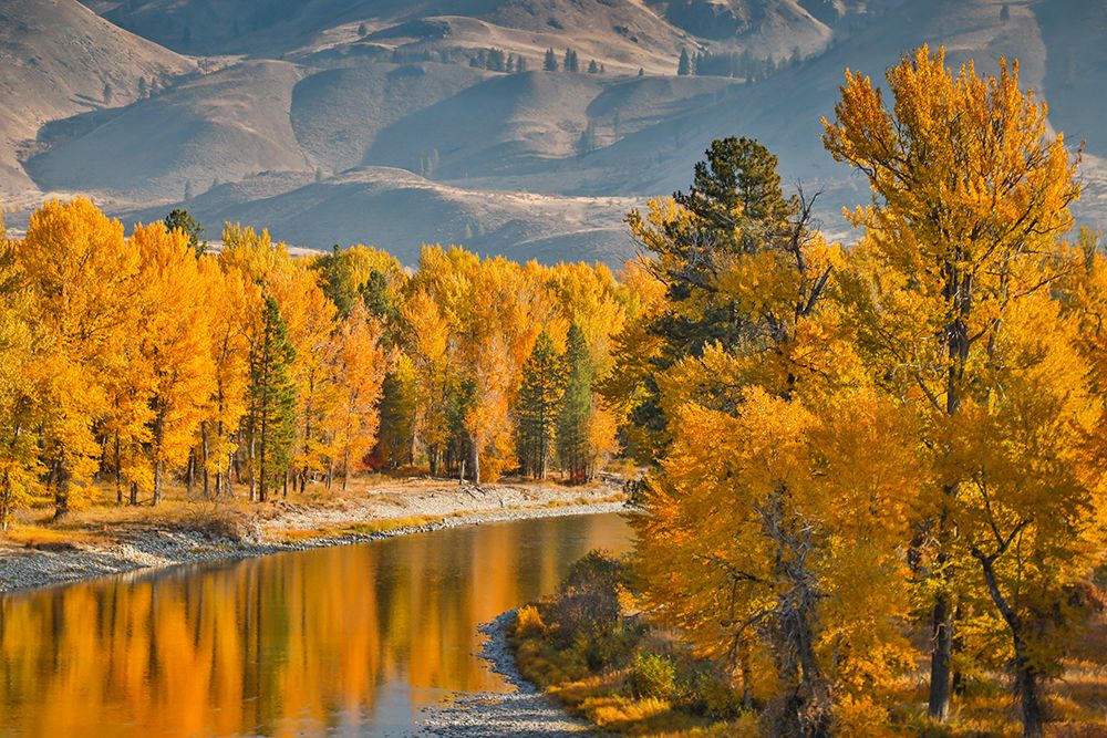 USA- Washington State- Methow Valley and river edged in Fall colored trees. art print by Darrell Gulin for $57.95 CAD