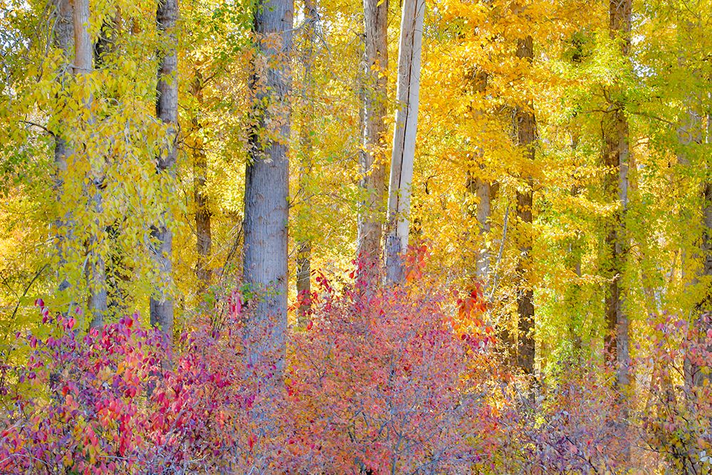USA- Washington State. Cottonwoods and wild Dogwood trees in fall color near Winthrop art print by Darrell Gulin for $57.95 CAD