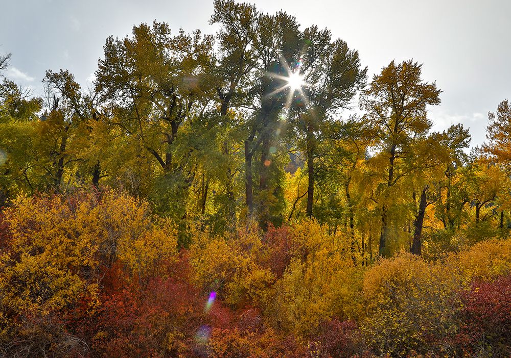 USA- Washington State. Cottonwoods and wild dogwoods trees in Autumn Color. art print by Darrell Gulin for $57.95 CAD