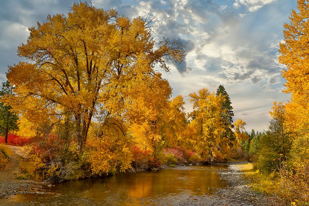 USA- Washington State. Cottonwoods and wild dogwoods trees in Autumn Color along the Yakima River art print by Darrell Gulin for $57.95 CAD