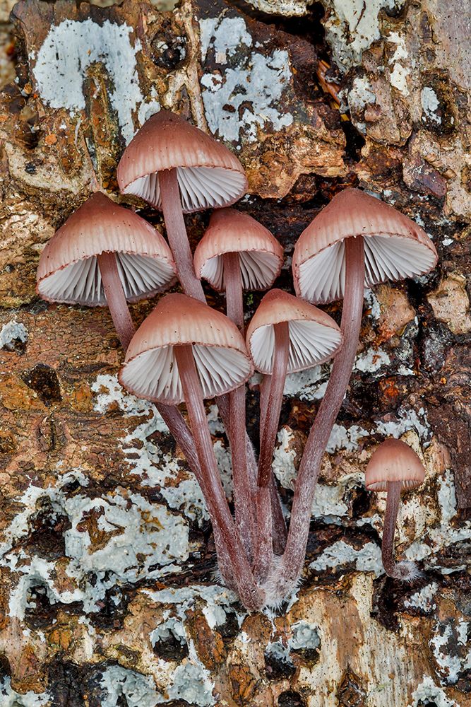 USA- Washington State- Sammamish. Mushrooms growing on fall alder tree log art print by Darrell Gulin for $57.95 CAD