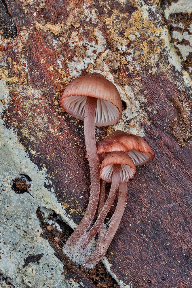 USA- Washington State- Sammamish. Mushrooms growing on fall alder tree log art print by Darrell Gulin for $57.95 CAD