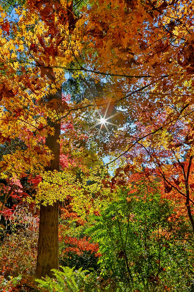 USA- Washington State- Seattle- Washington Arboretum with fall color on Japanese Maple trees art print by Darrell Gulin for $57.95 CAD