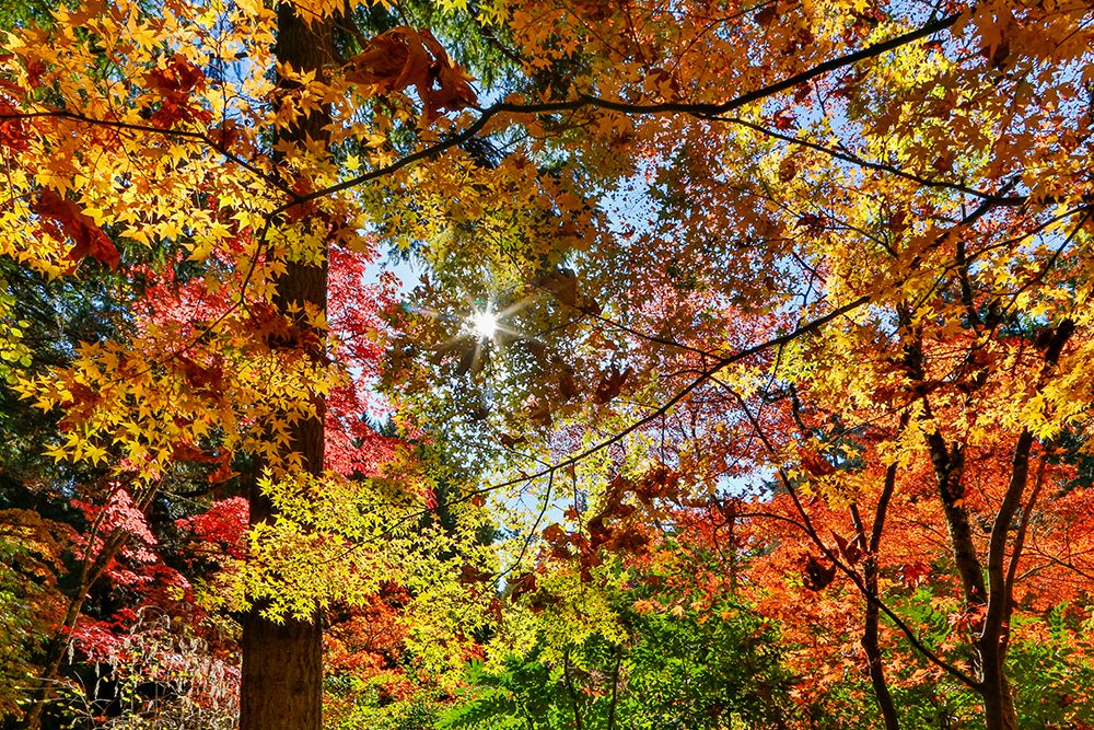 USA- Washington State- Seattle- Washington Arboretum with fall color on Japanese Maple trees art print by Darrell Gulin for $57.95 CAD