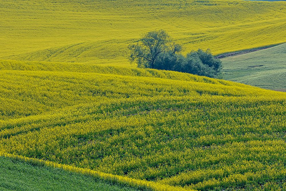 USA, Washington State, Palouse. Canola fields art print by Darrell Gulin for $57.95 CAD