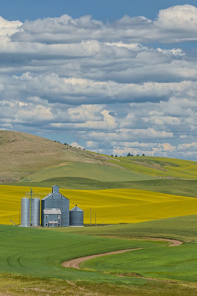 USA, Washington State, Palouse. Canola field surrounding silos art print by Darrell Gulin for $57.95 CAD