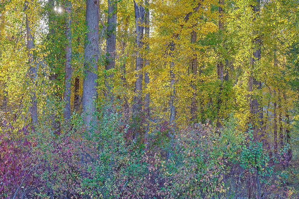 USA, Washington State. Methow Valley fall colored cottonwood trees and native dogwood art print by Darrell Gulin for $57.95 CAD