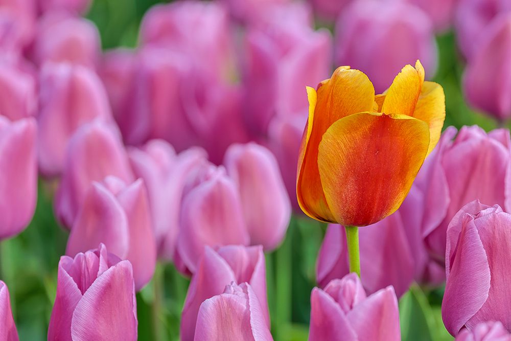 USA, Washington State, Skagit Valley, Lone orange tulip amongst pink tulips art print by Darrell Gulin for $57.95 CAD