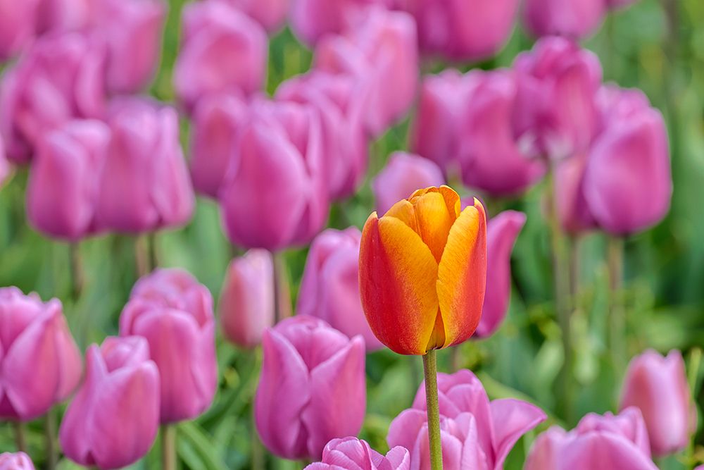 USA, Washington State, Skagit Valley, Lone orange tulip amongst pink tulips art print by Darrell Gulin for $57.95 CAD