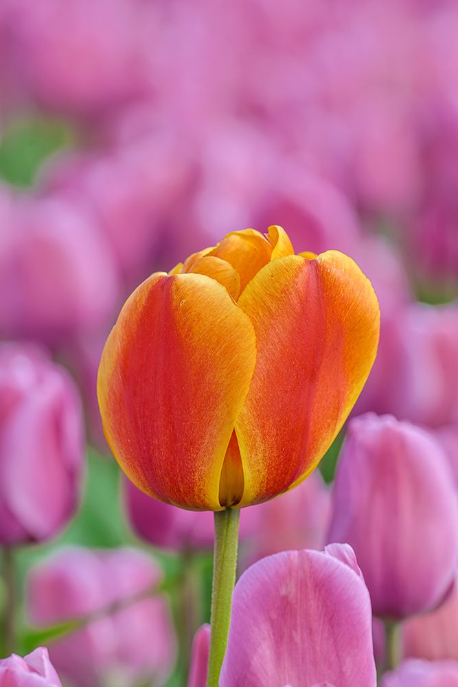 USA, Washington State, Skagit Valley, Lone orange tulip amongst pink tulips art print by Darrell Gulin for $57.95 CAD