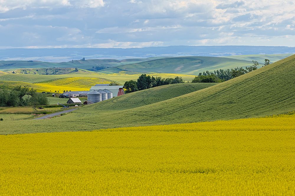 USA, Washington State, Palouse. Canola field surrounding farm and silos art print by Darrell Gulin for $57.95 CAD