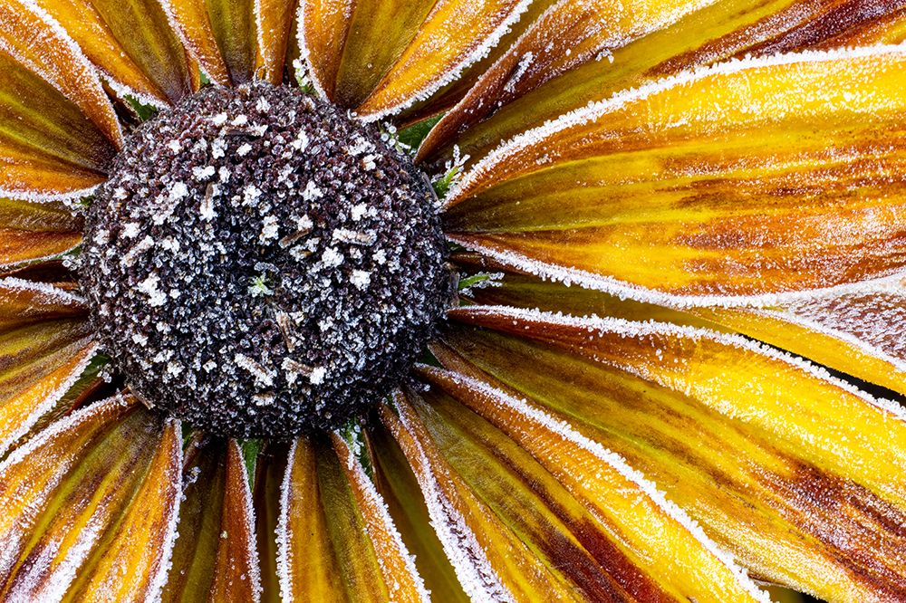 USA, Washington State, Sammamish. Zinnia with Autumn frost. art print by Darrell Gulin for $57.95 CAD