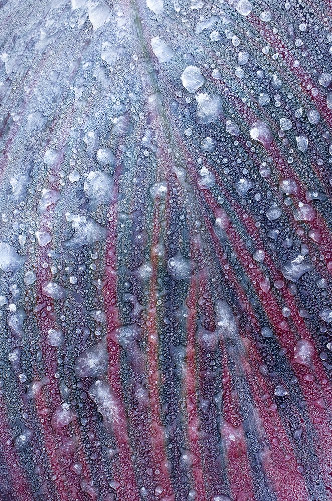USA, Washington State, Sammamish. Frost and frozen rain drops on Canna Lily leaves art print by Darrell Gulin for $57.95 CAD