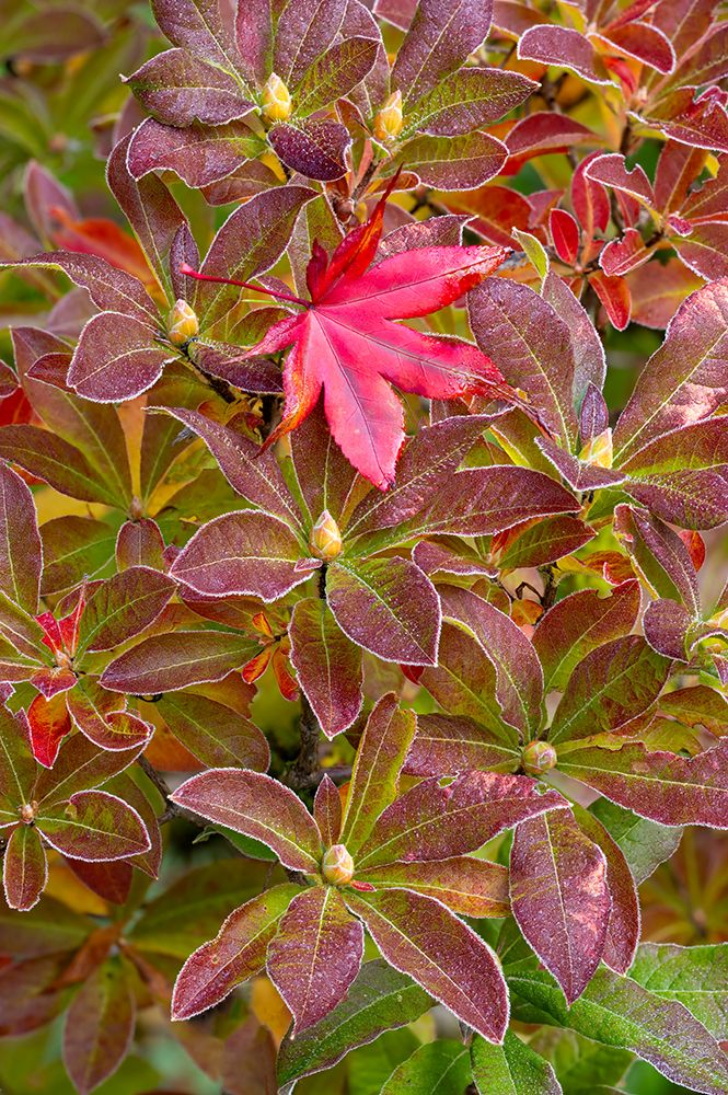 USA, Washington, Sammamish. Garden with frost on fallen Japanese maple leaf onto frosted azalea art print by Darrell Gulin for $57.95 CAD