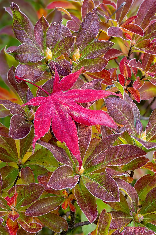 USA, Washington, Sammamish. Garden with frost on fallen Japanese maple leaf onto frosted azalea art print by Darrell Gulin for $57.95 CAD