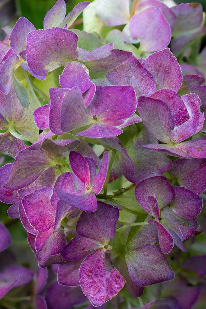USA, Washington State, Sammamish. Garden hydrangea close-up of flower head art print by Darrell Gulin for $57.95 CAD
