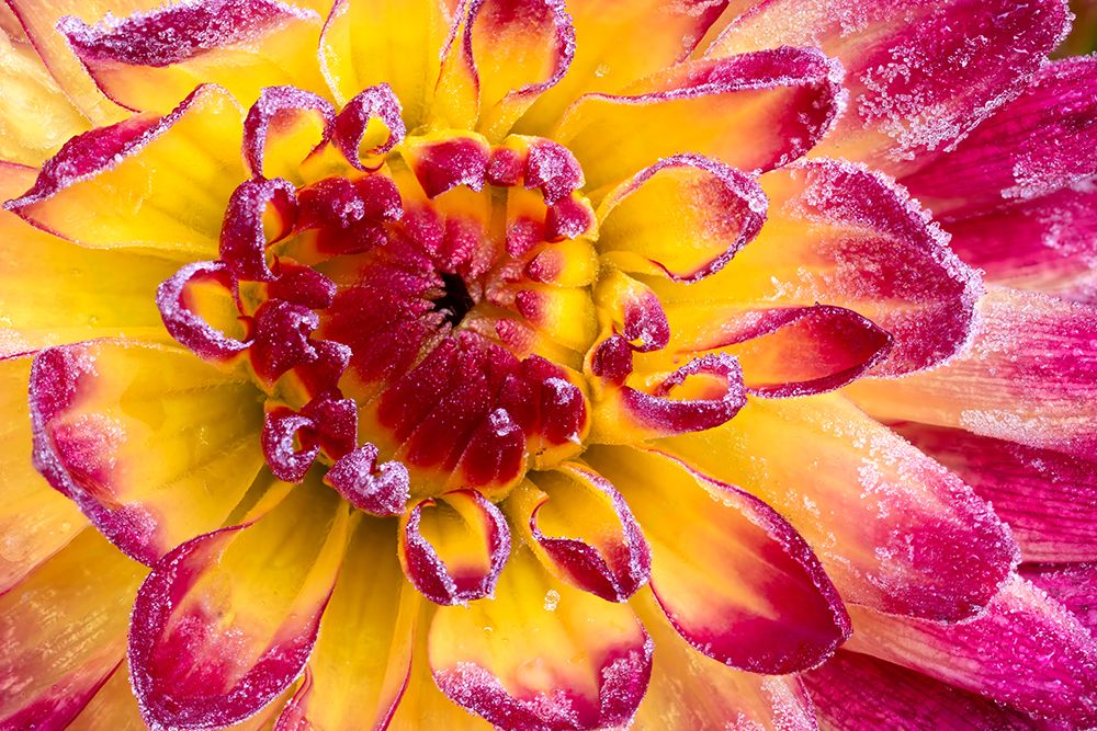 USA, Washington State, Sammamish. Garden with frost on dahlia art print by Darrell Gulin for $57.95 CAD
