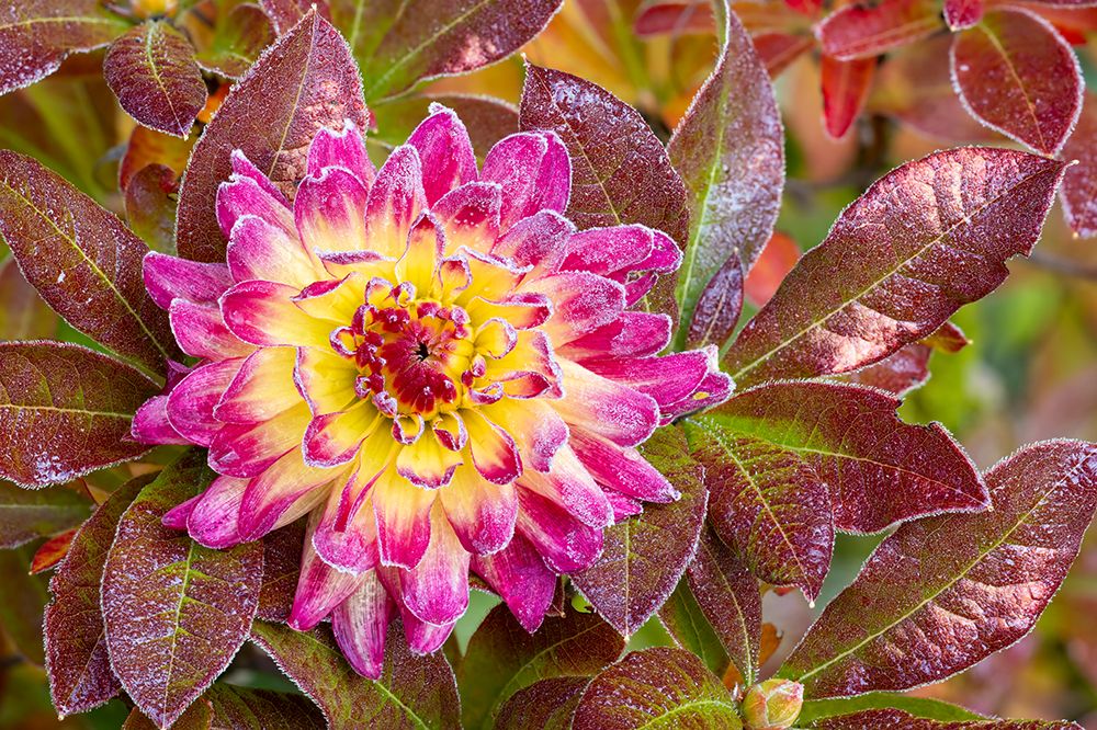 USA, Washington State, Sammamish. Garden with frost on dahlia art print by Darrell Gulin for $57.95 CAD