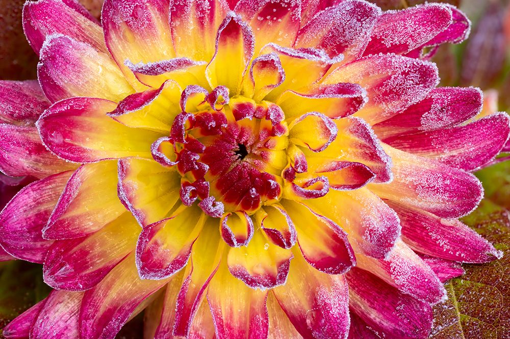 USA, Washington State, Sammamish. Garden with frost on dahlia art print by Darrell Gulin for $57.95 CAD