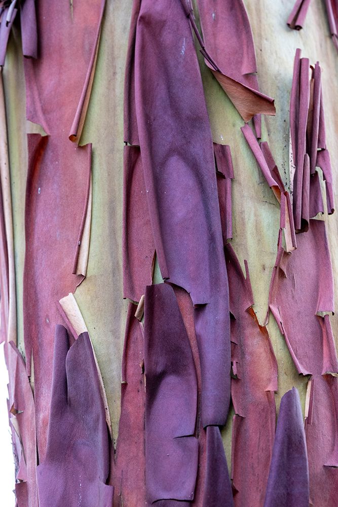 USA, Washington State, Anacortes. Madrones tree bark at Cap Sante Park art print by Darrell Gulin for $57.95 CAD