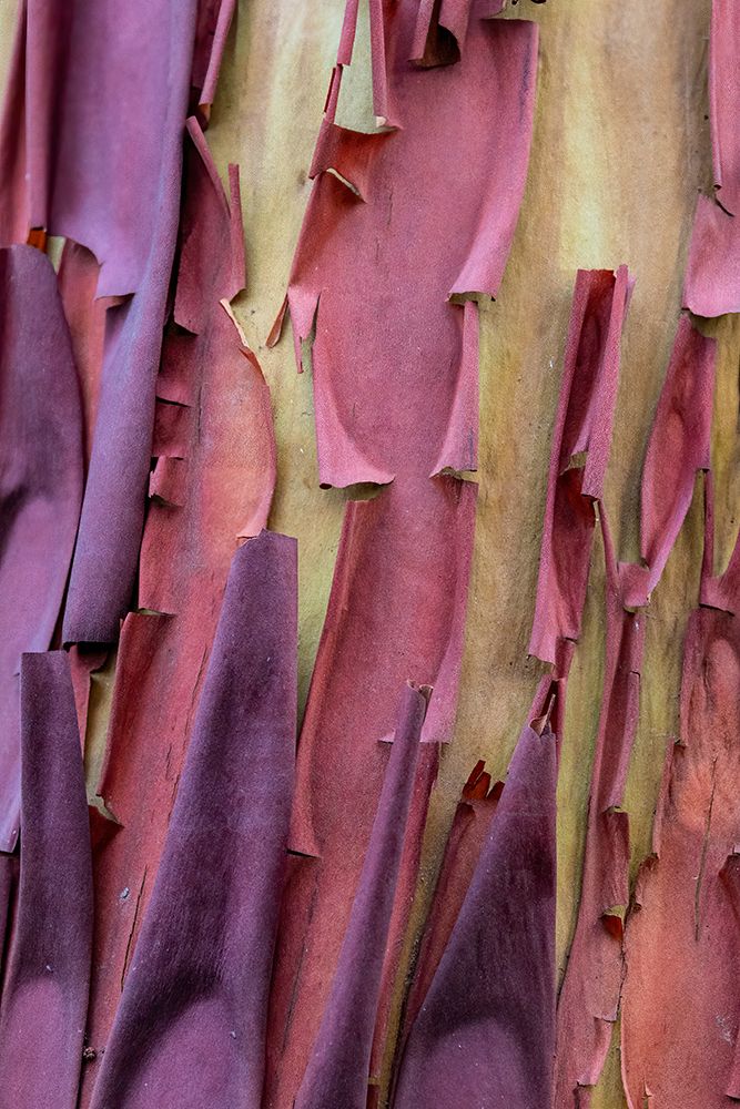 USA, Washington State, Anacortes. Madrones tree bark at Cap Sante Park art print by Darrell Gulin for $57.95 CAD