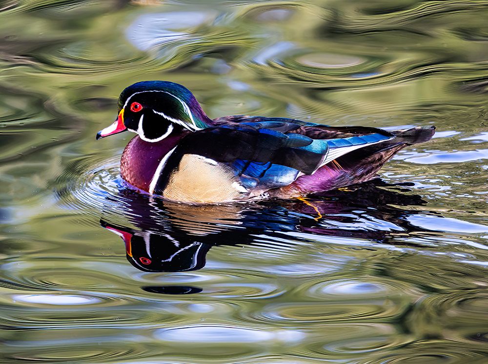 USA, Washington State, Sammamish. Yellow Lake Male Wood Duck. art print by Darrell Gulin for $57.95 CAD