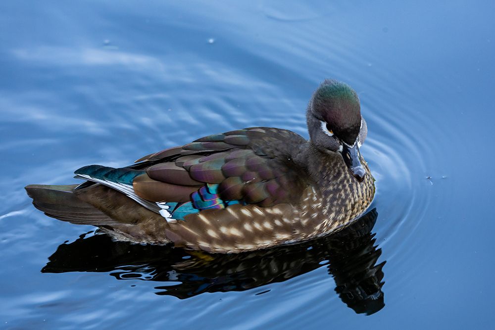 USA, Washington State, Sammamish. Yellow Lake female Wood Duck. art print by Darrell Gulin for $57.95 CAD