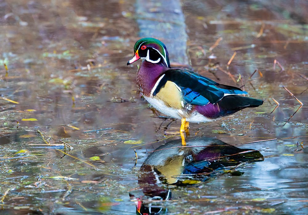 USA, Washington State, Sammamish. Yellow Lake Male Wood Duck. art print by Darrell Gulin for $57.95 CAD