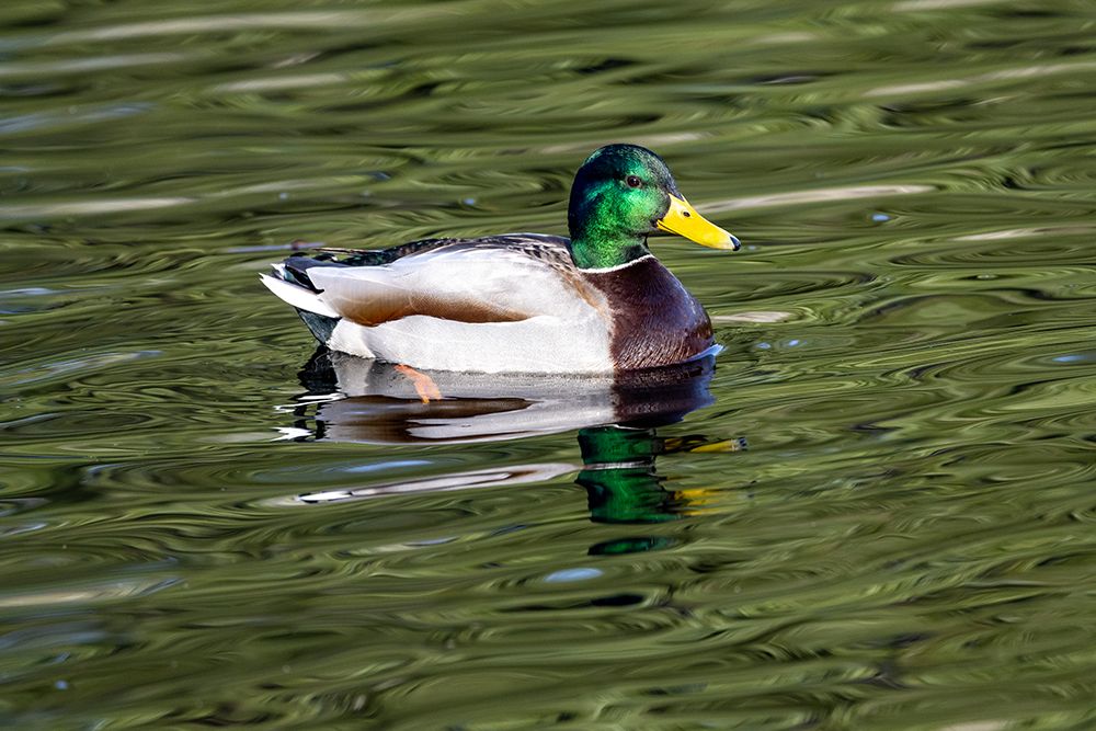 USA, Washington State, Sammamish. Yellow Lake Male Mallard Duck art print by Darrell Gulin for $57.95 CAD