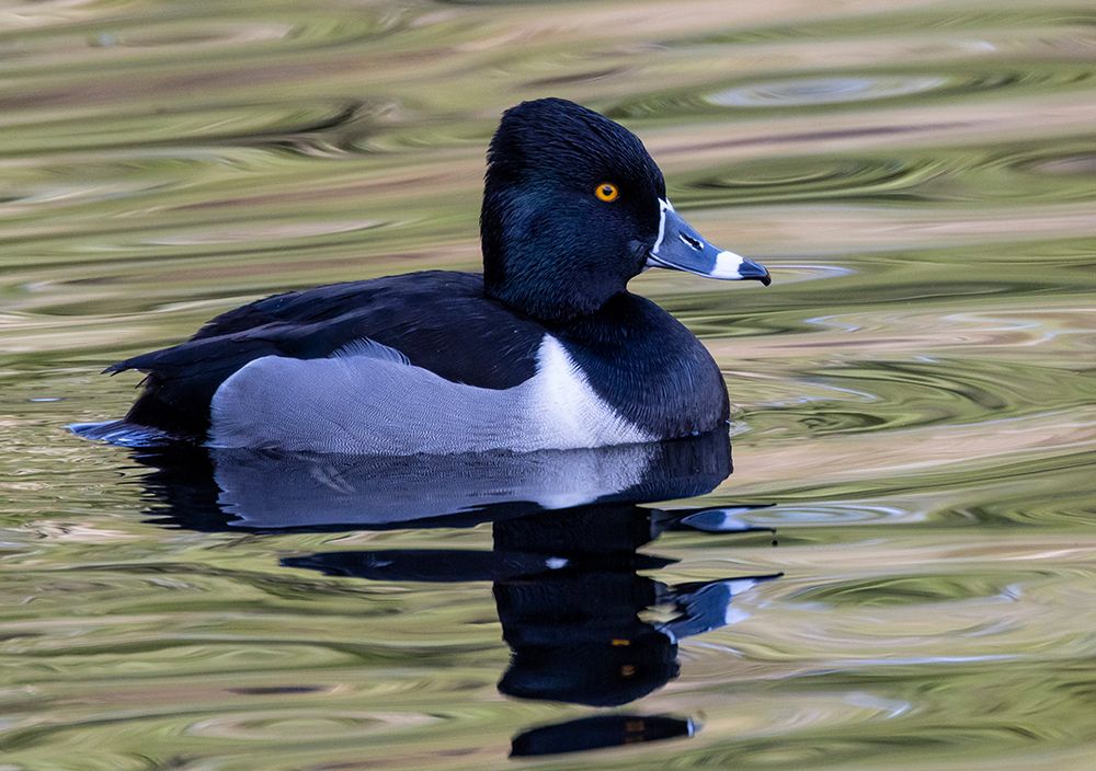 USA, Washington State, Sammamish. Ring-necked diving duck. art print by Darrell Gulin for $57.95 CAD