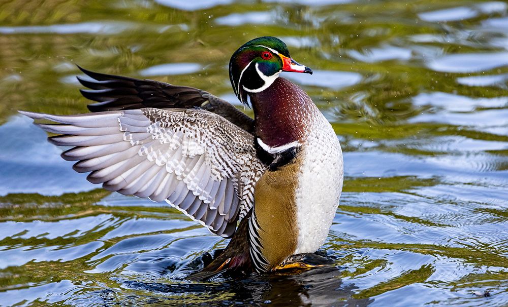 USA, Washington State, Sammamish. Yellow Lake Male Wood Duck. Flapping wings art print by Darrell Gulin for $57.95 CAD