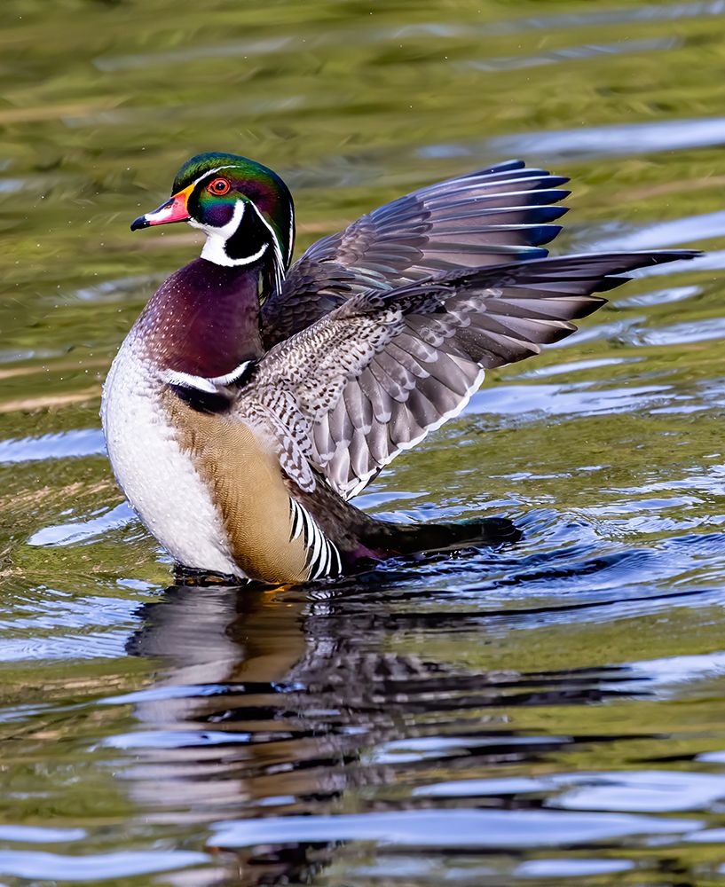 USA, Washington State, Sammamish. Yellow Lake Male Wood Duck. Flapping wings art print by Darrell Gulin for $57.95 CAD