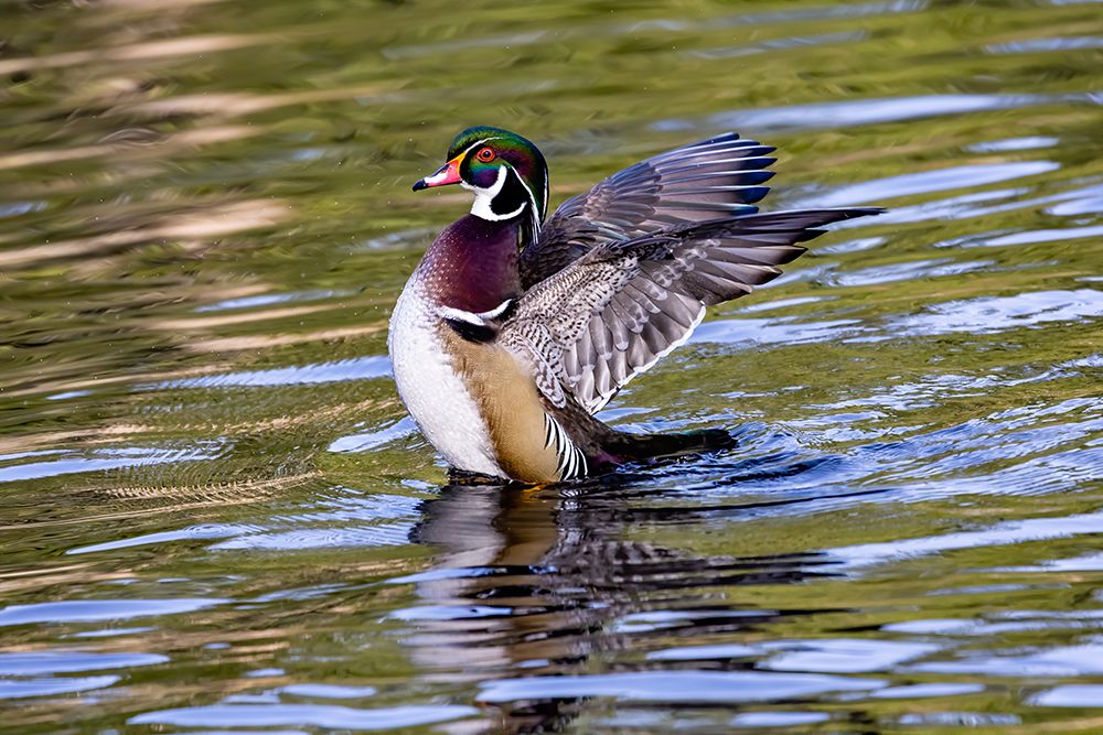 USA, Washington State, Sammamish. Yellow Lake Male Wood Duck. Flapping wings art print by Darrell Gulin for $57.95 CAD