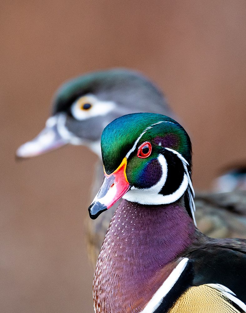 USA, Washington State, Sammamish. Yellow Lake Male and Female Wood Duck. art print by Darrell Gulin for $57.95 CAD
