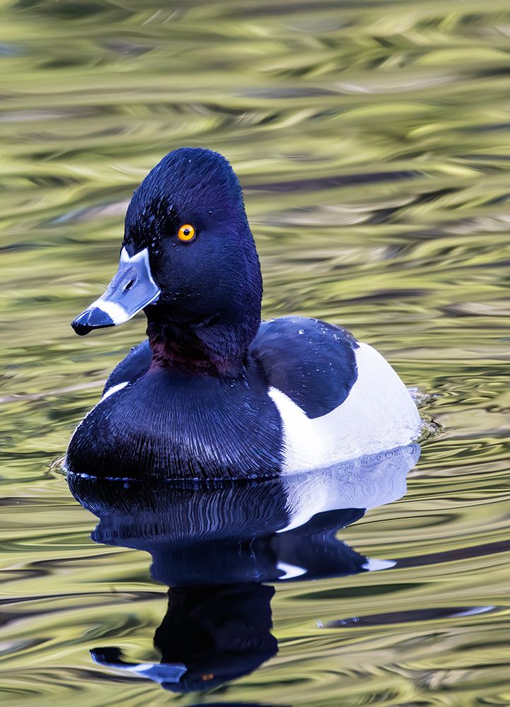 USA, Washington State, Sammamish. Ring-necked diving duck. art print by Darrell Gulin for $57.95 CAD