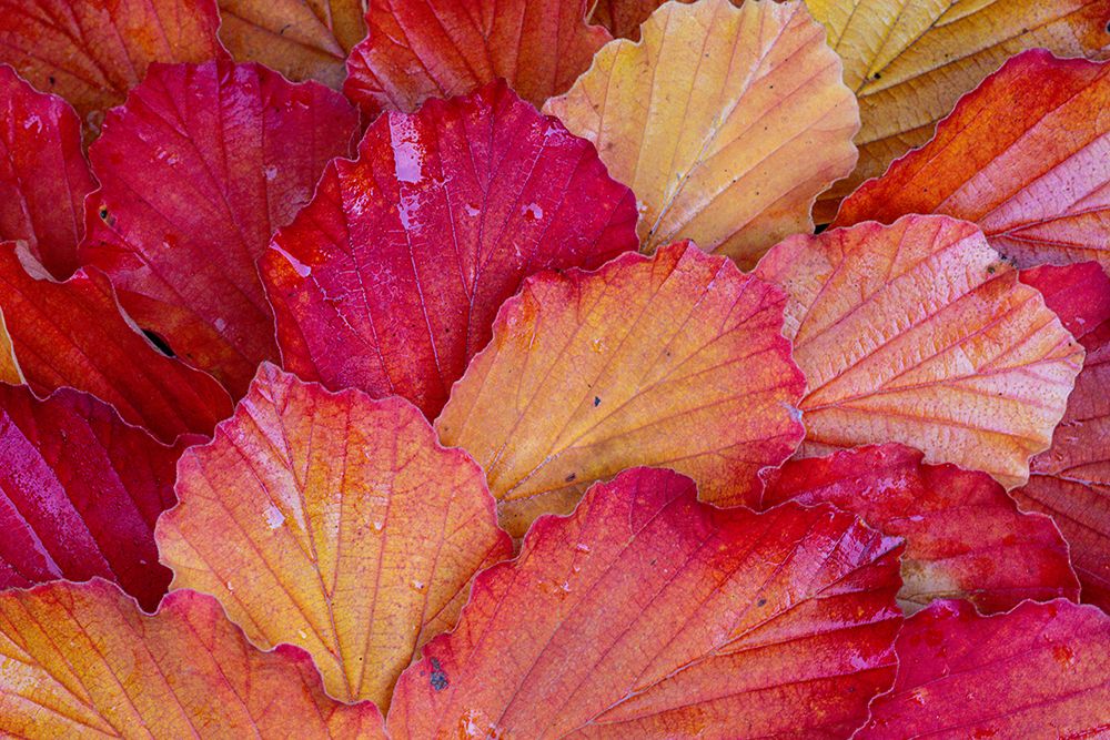 USA, Washington State, Sammamish. Witch-hazel fallen leaf pattern fall color. art print by Darrell Gulin for $57.95 CAD