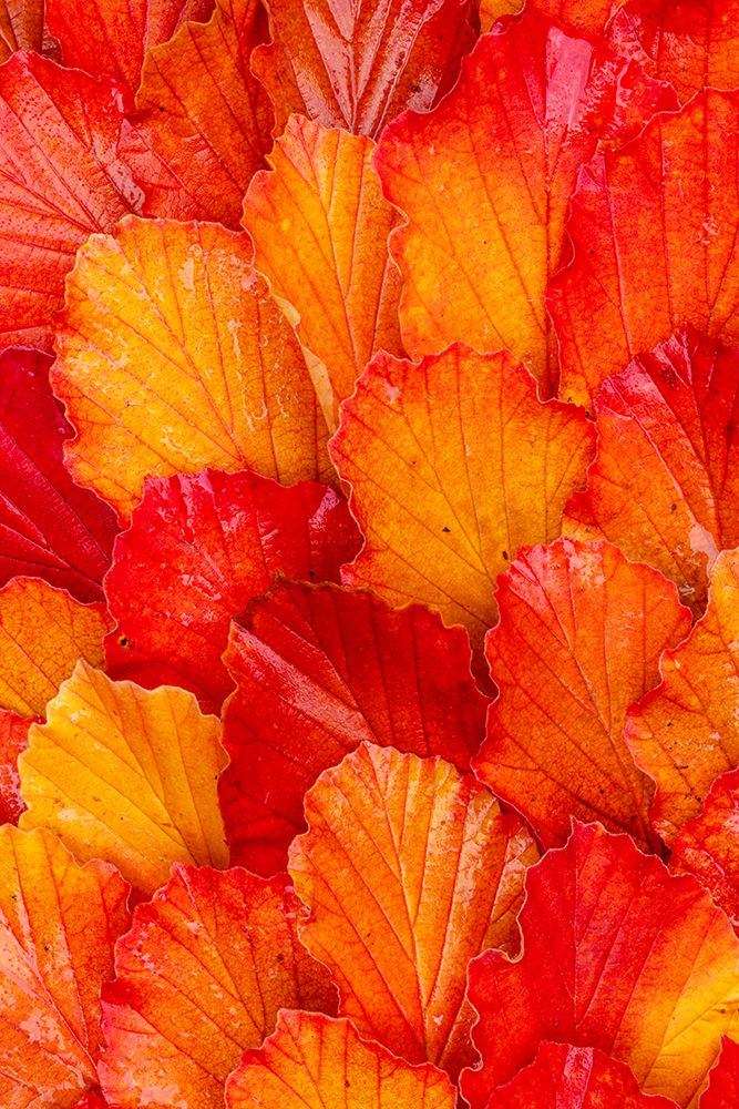 USA, Washington State, Sammamish. Witch-hazel fallen leaf pattern fall color. art print by Darrell Gulin for $57.95 CAD