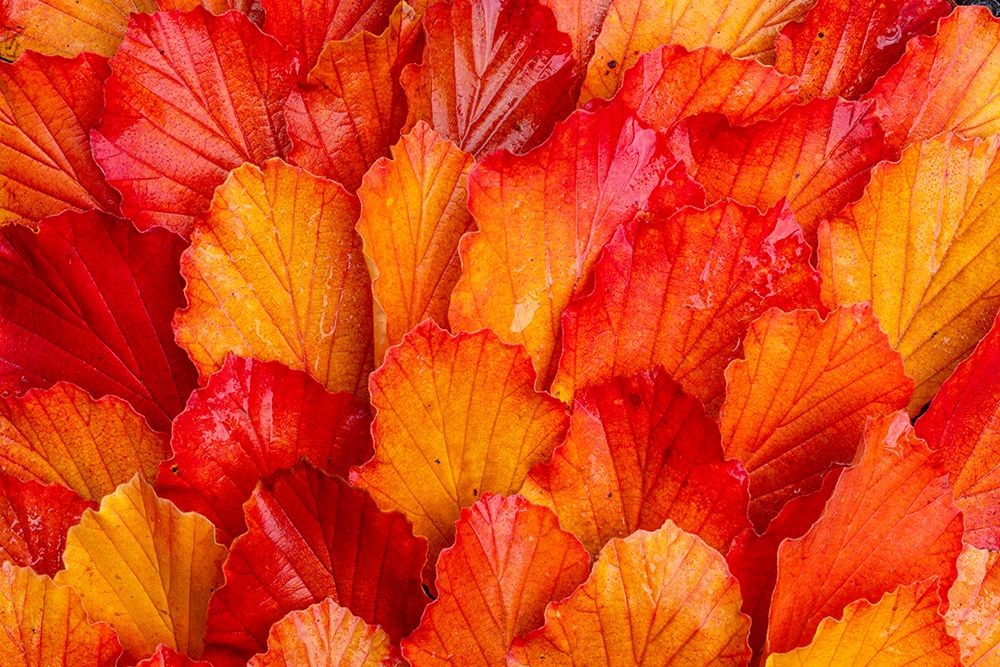 USA, Washington State, Sammamish. Witch-hazel fallen leaf pattern fall color. art print by Darrell Gulin for $57.95 CAD
