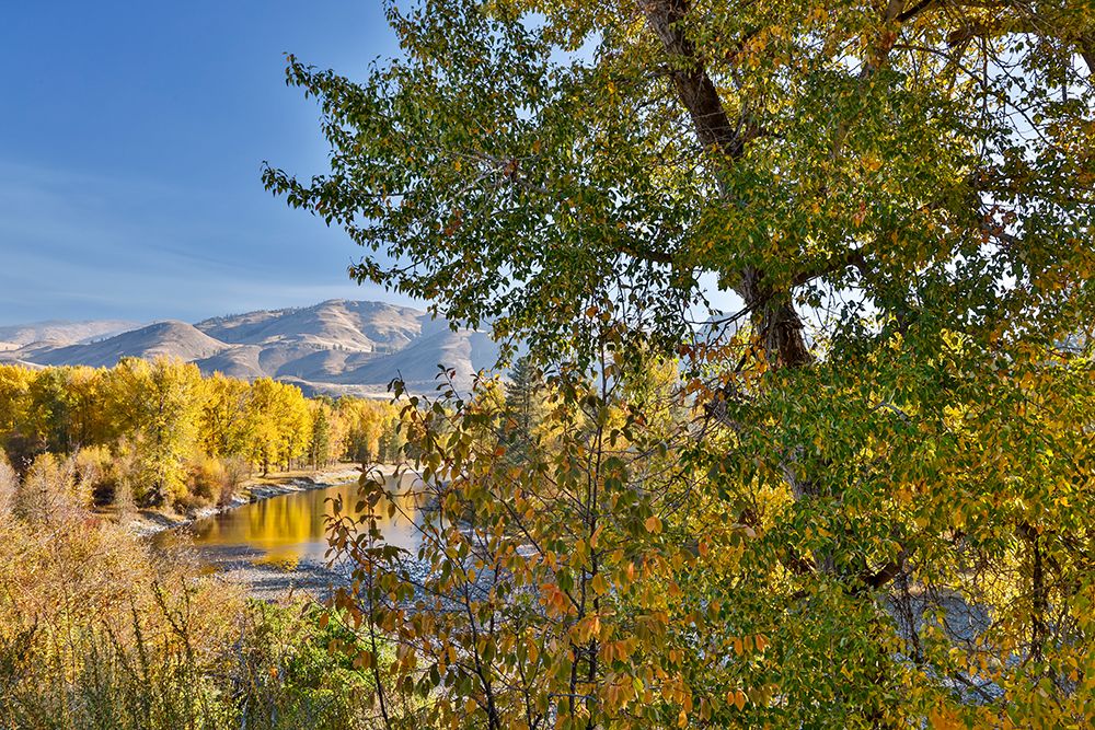 USA, Washington State. Autumn colors along the Methow River near Winthrop art print by Darrell Gulin for $57.95 CAD