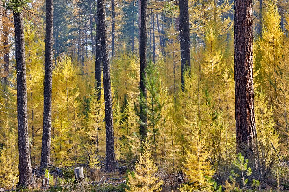 USA, Washington. Larch trees in autumn color Loup Loup State Forest, smoke from controlled burn art print by Darrell Gulin for $57.95 CAD